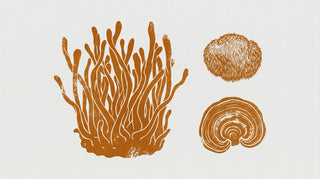 Cordyceps kombinieren: Reishi, Lion's Mane, Ashwagandha & Co.