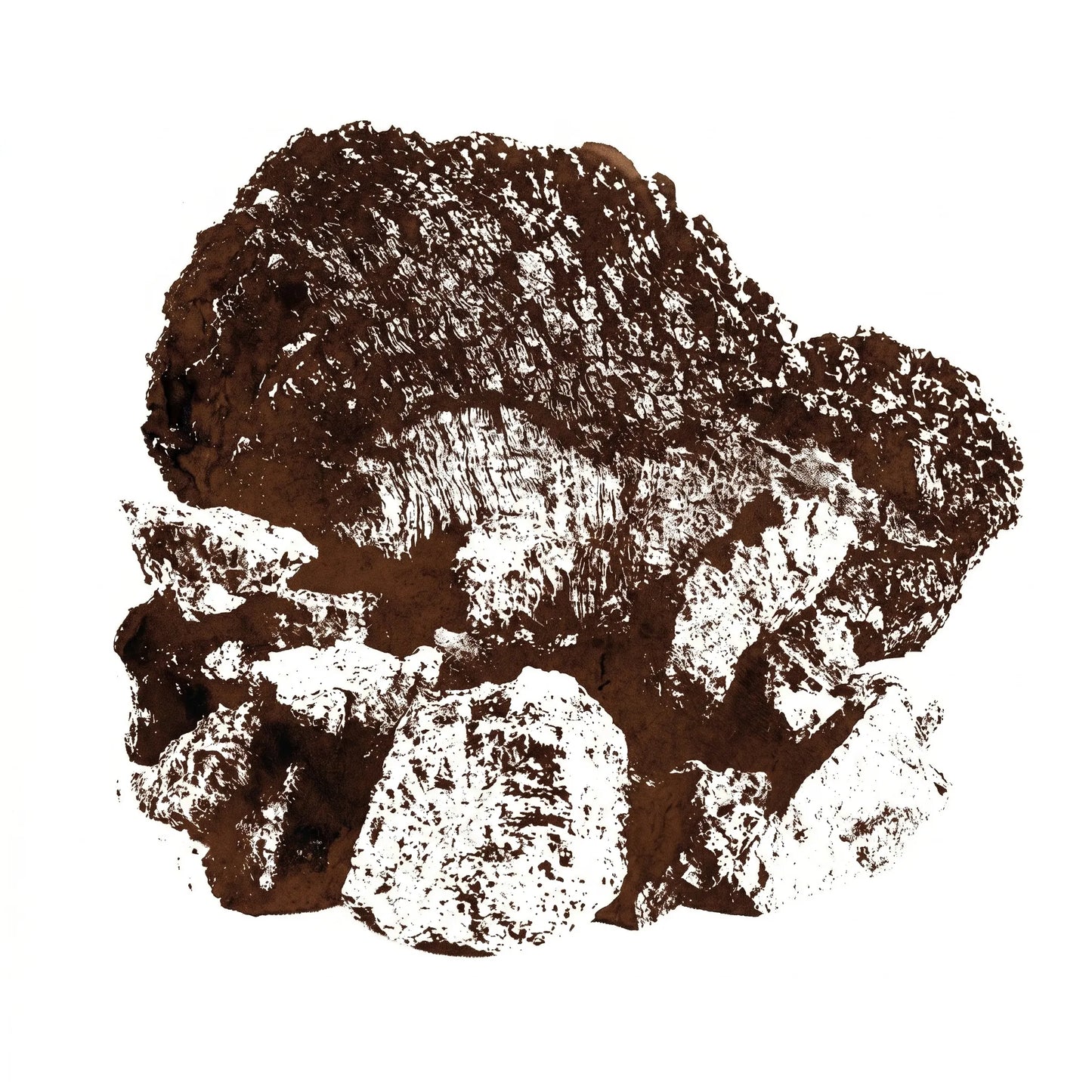 Chaga Sklerotium (Inonotus obliquus) als Monoprint. Schwarze rissige Kruste mit hellem Inneren.