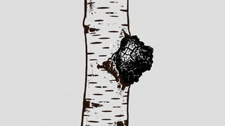 Chaga Pilz: Inhaltsstoffe, Herkunft & was die Forschung sagt