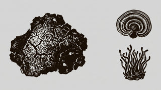 Chaga kombinieren: Reishi, Cordyceps & andere Vitalpilze
