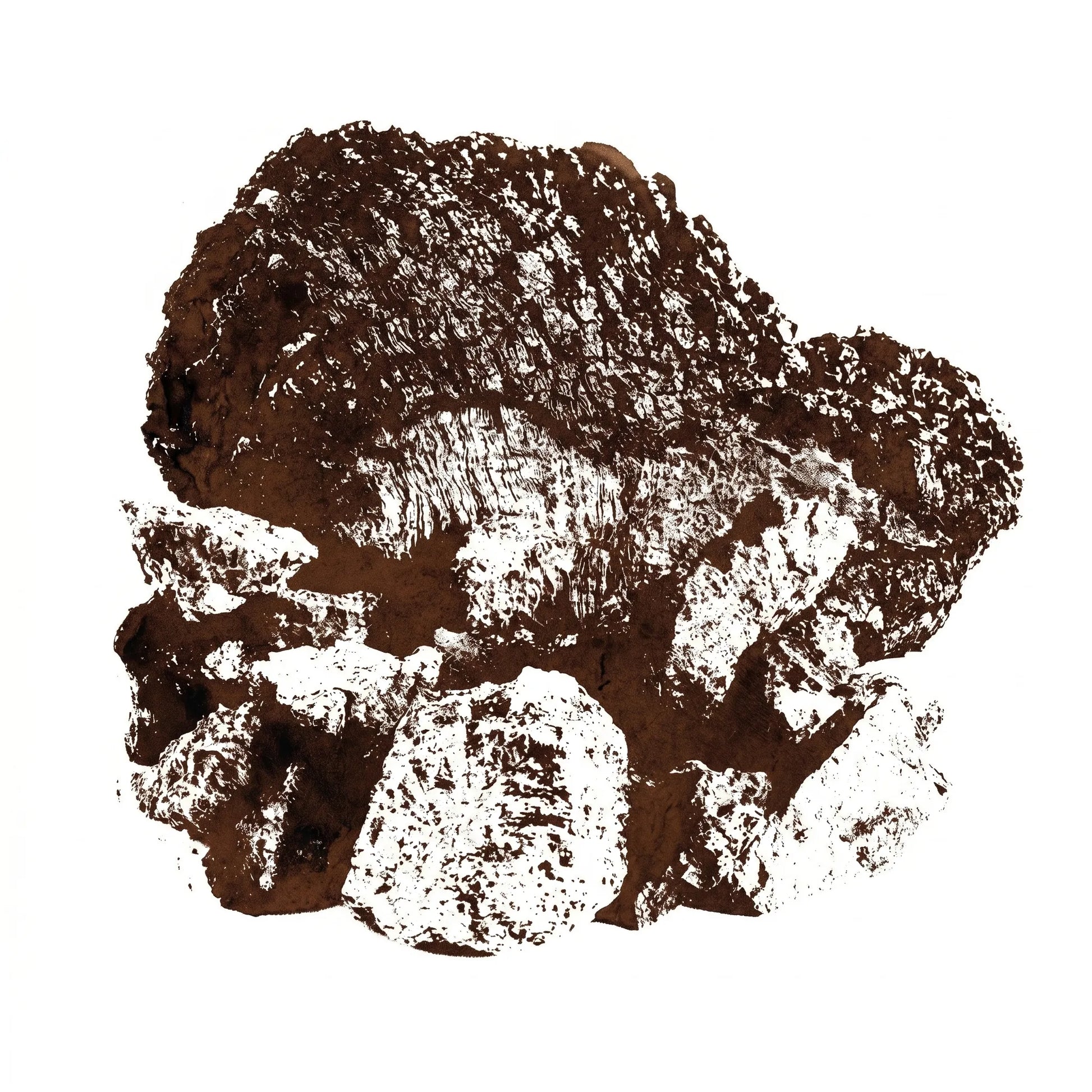 Chaga Sklerotium (Inonotus obliquus) als Monoprint. Schwarze rissige Kruste mit hellem Inneren.