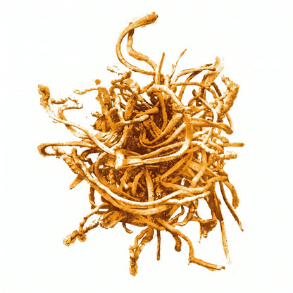 Cordyceps CS-4 / Paecilomyces hepialstandardisierter Extrakt aus CS-4 Myzel aus Fluessigfermentation.. Dünne orange Finger wachsen aus dem Substrat.