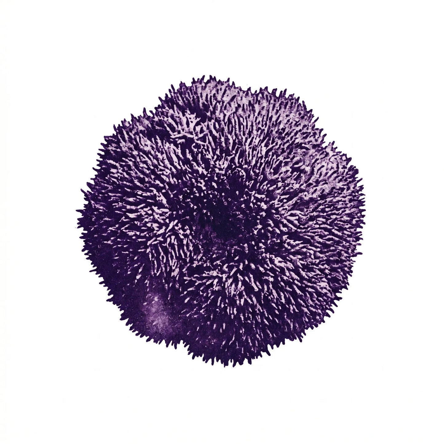 Lion's Mane Pilz (Hericium erinaceus) als Monoprint. Kompakte runde Form mit kurzen dichten Stacheln.