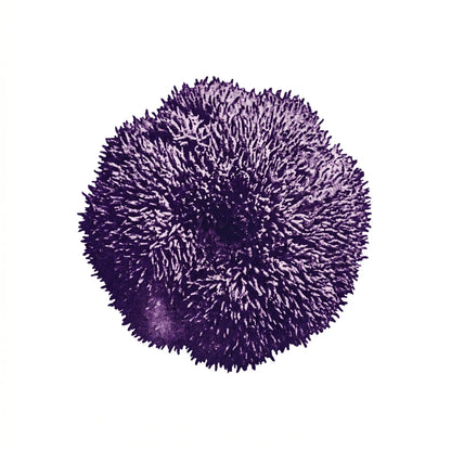 Lion's Mane Pilz (Hericium erinaceus) als Monoprint. Kompakte runde Form mit kurzen dichten Stacheln.