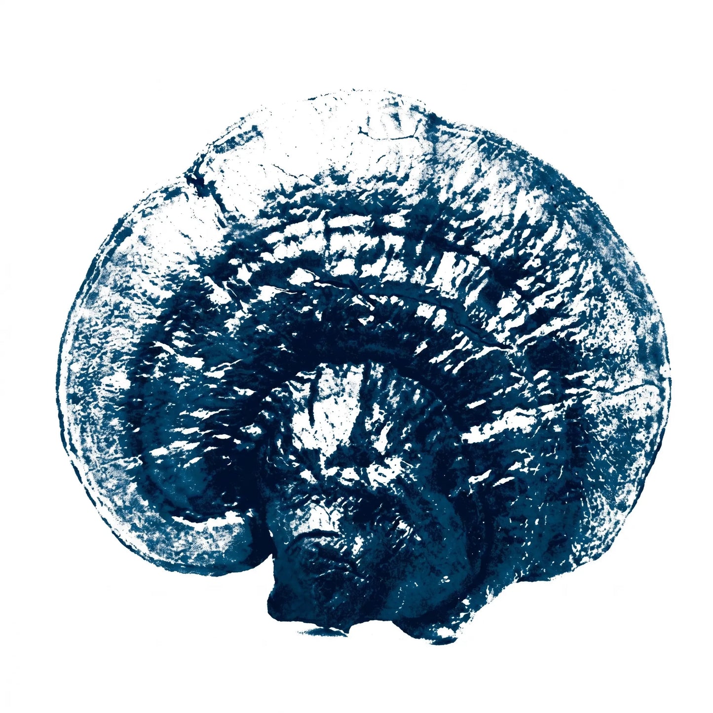 Reishi Pilz (Ganoderma lucidum) als Monoprint. Fächerförmige Kappe mit konzentrischen Wachstumsringen.