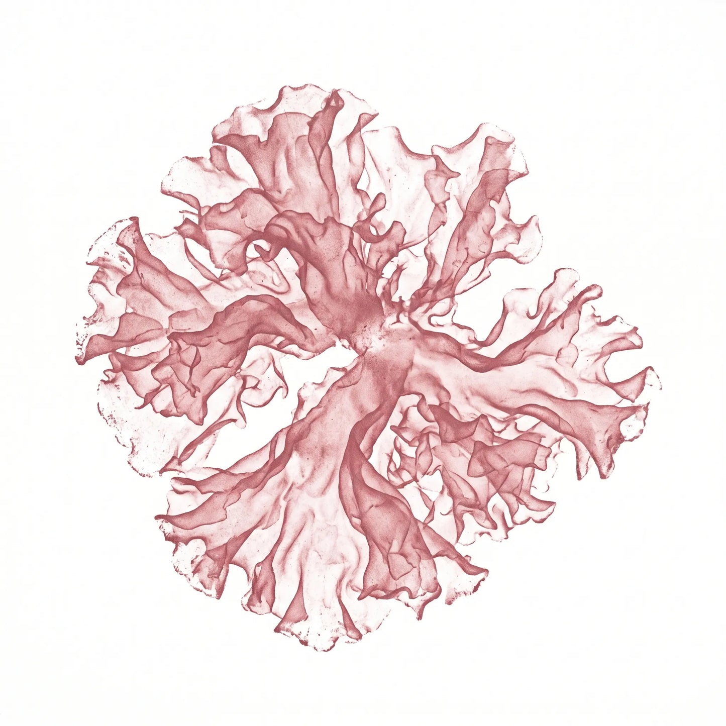 Tremella Pilz (Tremella fuciformis) als Monoprint. Gerüschte transluzente Lappen.
