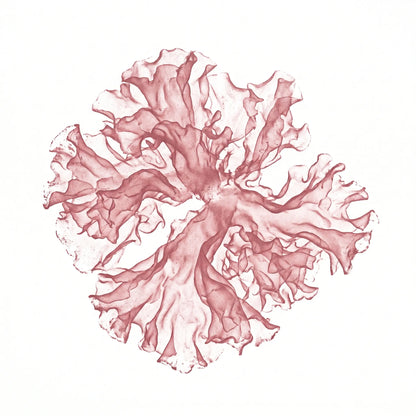 Tremella Pilz (Tremella fuciformis) als Monoprint. Gerüschte transluzente Lappen.