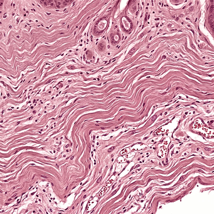 Histologischer Querschnitt der Hautdermis mit Kollagenfasern unter dem Lichtmikroskop.