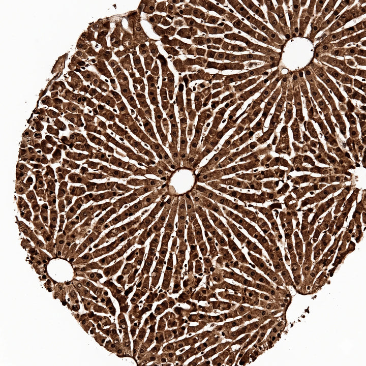 Histologischer Querschnitt von Lebergewebe mit Hepatozyten unter dem Lichtmikroskop.