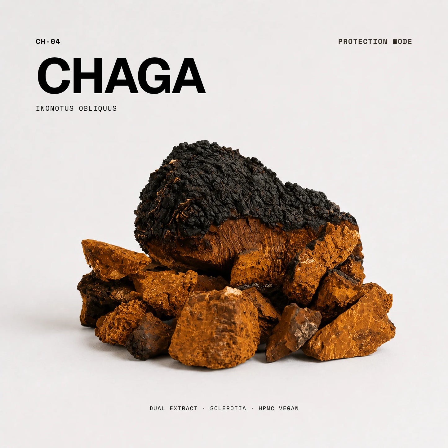 Chaga Vitalpilz: schwarzer Inonotus obliquus Sclerotia von der Birke, 
Rohstoff für Wellness Anarchy Chaga Kapseln Dual Extract.