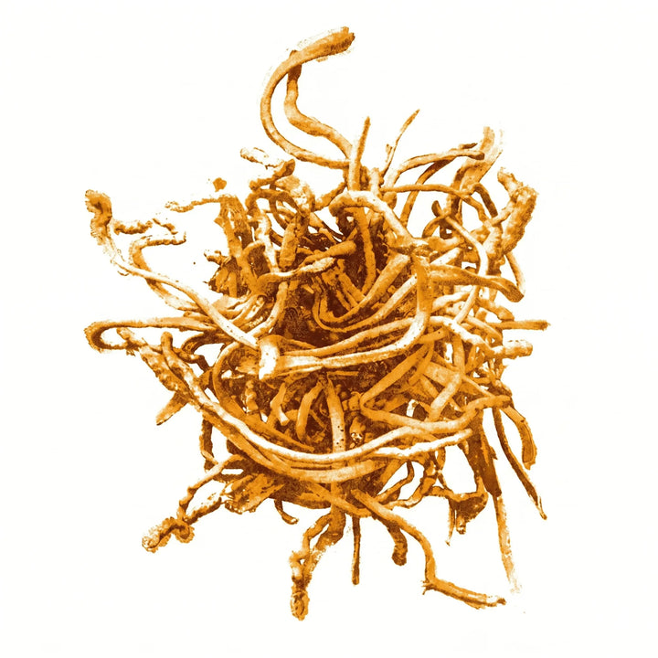 Cordyceps militaris Fruchtkörper als Monoprint. Dünne orange Finger wachsen aus dem Substrat.