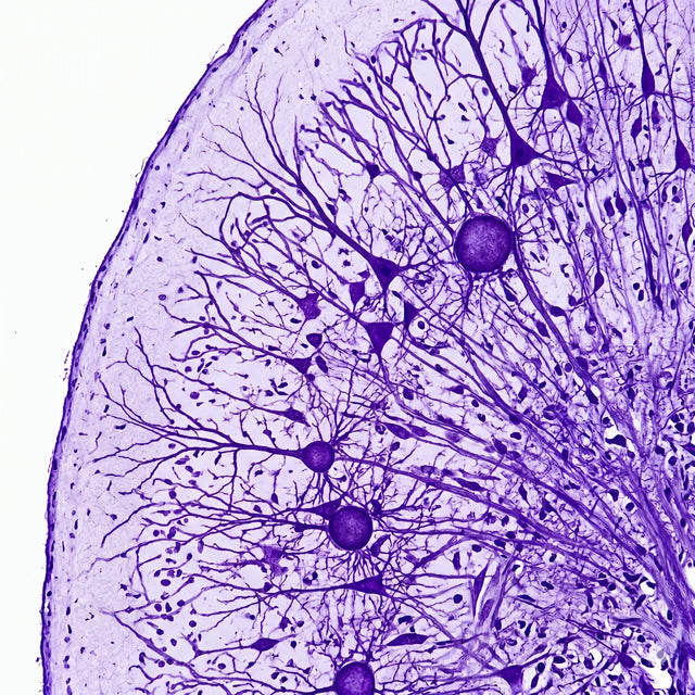 Histologischer Querschnitt der Hirnrinde mit Pyramidenzellen unter dem Lichtmikroskop.
