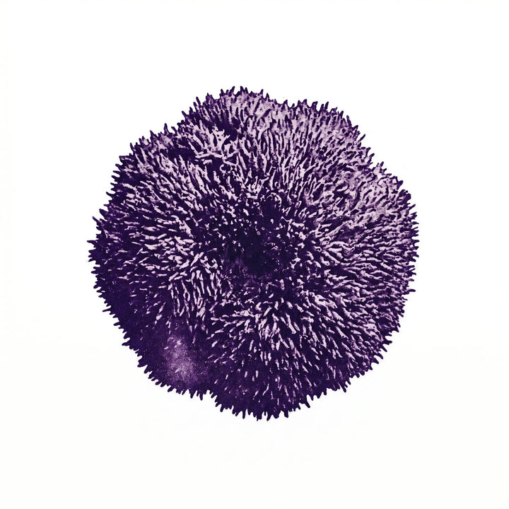 Lion's Mane Pilz (Hericium erinaceus) als Monoprint. Kompakte runde Form mit kurzen dichten Stacheln.