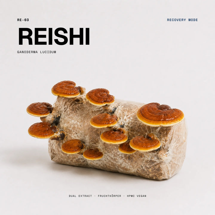 Reishi Vitalpilz: rotbrauner Ganoderma lucidum Fruchtkörper, 
Rohstoff für Wellness Anarchy Reishi Kapseln Dual Extract.