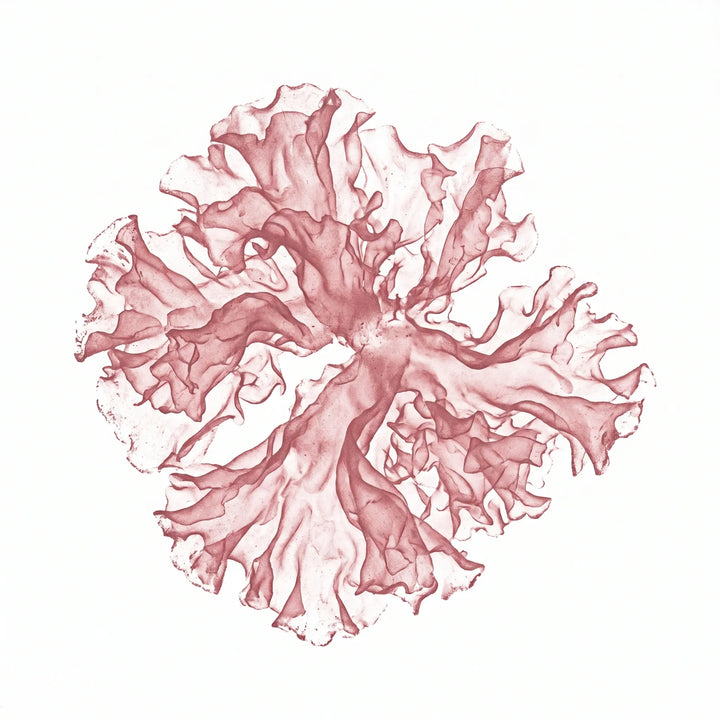 Tremella Pilz (Tremella fuciformis) als Monoprint. Gerüschte transluzente Lappen.