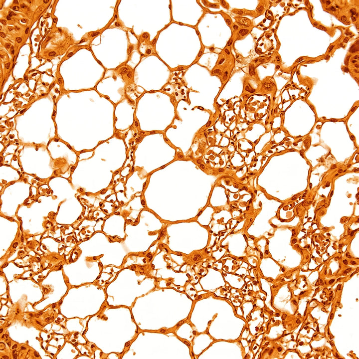 Histologischer Querschnitt von Lungenalveolen unter dem Lichtmikroskop. Sauerstoffverwertung.